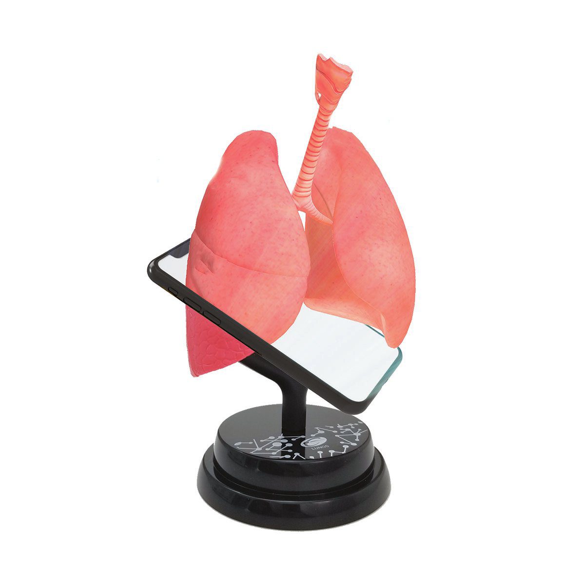 Macheta anatomica Eastcolight Plamani de asamblat cu aplicatie AR de invatare 8+